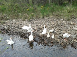 goslings swim
